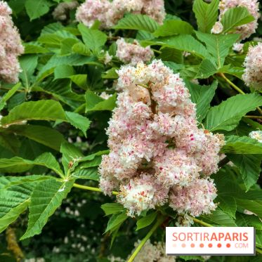 L'Arboretum de Versailles - Chevreloup