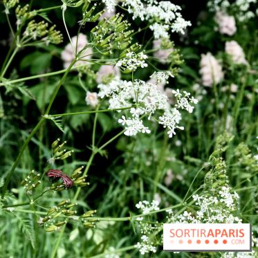 L'Arboretum de Versailles - Chevreloup