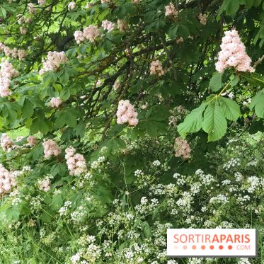 L'Arboretum de Versailles - Chevreloup