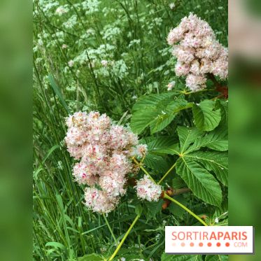L'Arboretum de Versailles - Chevreloup