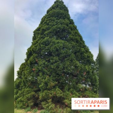 L'Arboretum de Versailles - Chevreloup