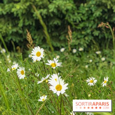 L'Arboretum de Versailles - Chevreloup