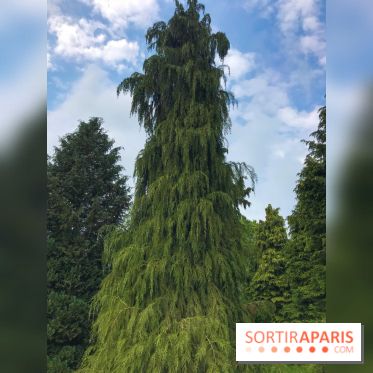 L'Arboretum de Versailles - Chevreloup