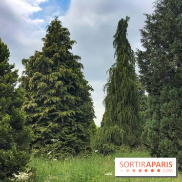 L'Arboretum de Versailles - Chevreloup