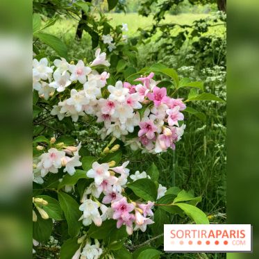L'Arboretum de Versailles - Chevreloup