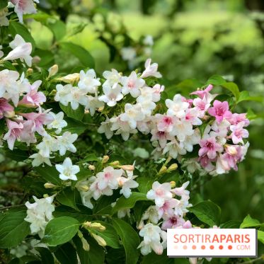 L'Arboretum de Versailles - Chevreloup