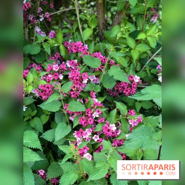 L'Arboretum de Versailles - Chevreloup