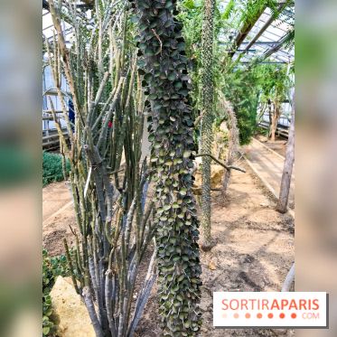 L'Arboretum de Versailles - Chevreloup