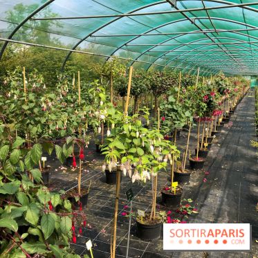 L'Arboretum de Versailles - Chevreloup