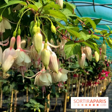 L'Arboretum de Versailles - Chevreloup