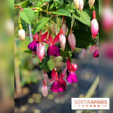 L'Arboretum de Versailles - Chevreloup