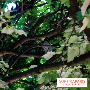 Fête de la Nature 2018 : les oiseaux de Paris
