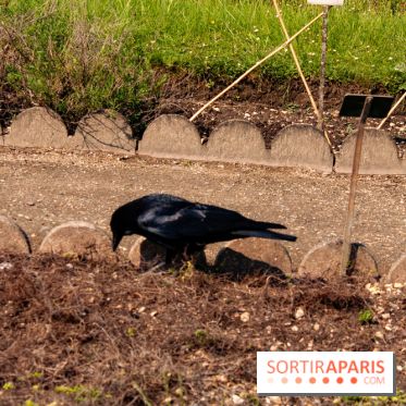 Fête de la Nature 2018 : les oiseaux de Paris