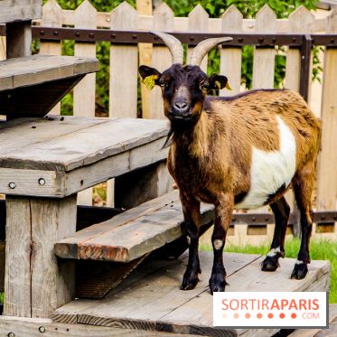 Le Jardin d'Acclimatation dévoile son nouveau visage et ses attractions, les photos