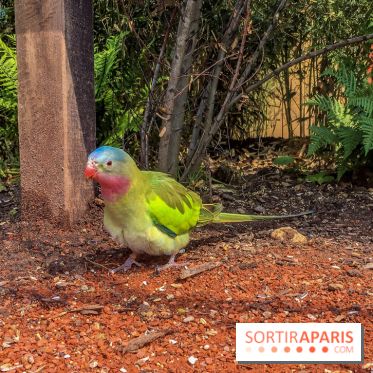 Le Jardin d'Acclimatation dévoile son nouveau visage et ses attractions, les photos