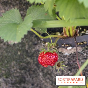 Sous les Fraises & So Ouest inaugurent la première ferme maraichère urbaine à Levallois-Perret : les photos