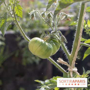 Sous les Fraises & So Ouest inaugurent la première ferme maraichère urbaine à Levallois-Perret : les photos