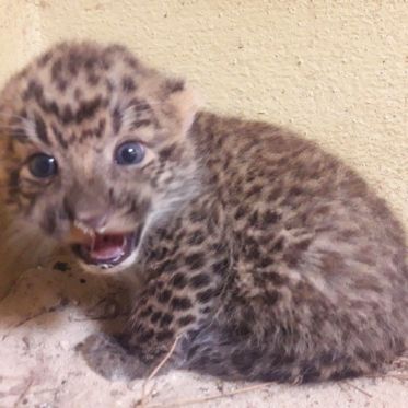 Des bébés panthères de Chine au Zoosafari de Thoiry