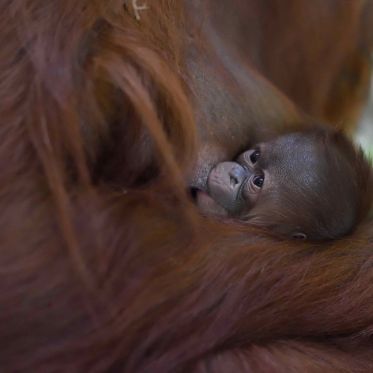 Un bébé orang outang au Parc Floral de Vincennes
