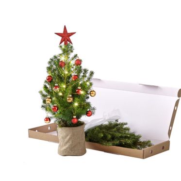 Comment choisir son sapin de Noël ? 