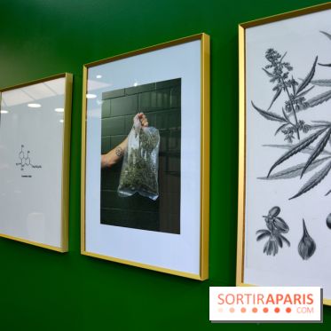 BlueDreamLab le spécialiste de la vente de cannabis CBD