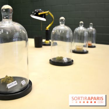 BlueDreamLab le spécialiste de la vente de cannabis CBD