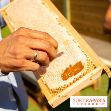 DOMUS se lance dans la production de miel