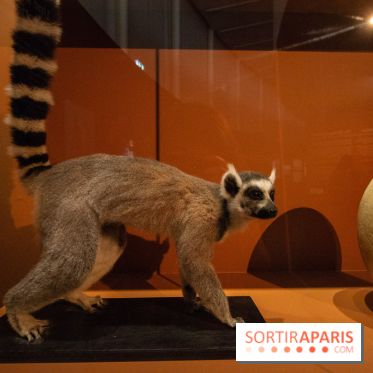 Exposition Madagascar au musée du Quai Branly 