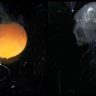 Pauline Daniel - Festival International de la Photographie Culinaire 2012