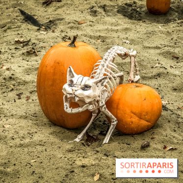 Halloween à la Mer de Sable 2018, les photos