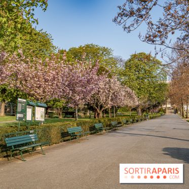 Visuel Paris Trocadéro cerisiers en fleurs