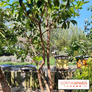 Visuel Paris - rucher