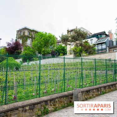 Visuel Paris vignes Montmartre