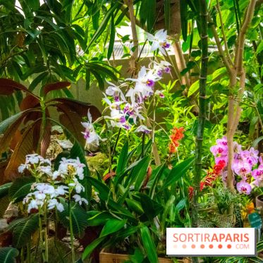 Mille et une Orchidées 2019 au Jardin des Plantes, les photos