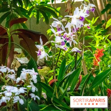 Mille et une Orchidées 2019 au Jardin des Plantes, les photos