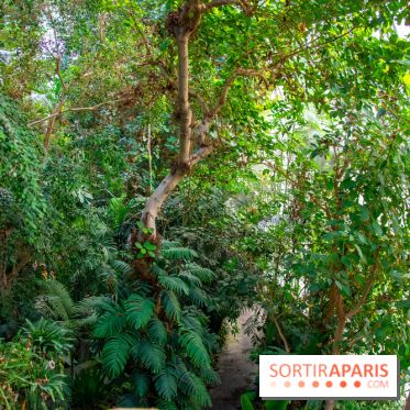 Mille et une Orchidées 2019 au Jardin des Plantes, les photos