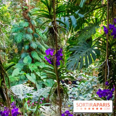 Mille et une Orchidées 2019 au Jardin des Plantes, les photos