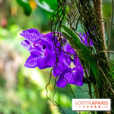 Mille et une Orchidées 2019 au Jardin des Plantes, les photos