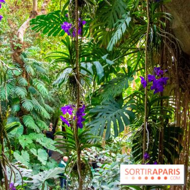 Mille et une Orchidées 2019 au Jardin des Plantes, les photos