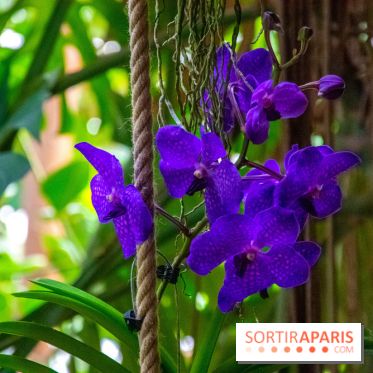 Mille et une Orchidées 2019 au Jardin des Plantes, les photos