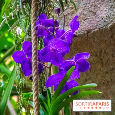 Mille et une Orchidées 2019 au Jardin des Plantes, les photos
