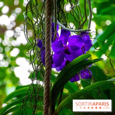 Mille et une Orchidées 2019 au Jardin des Plantes, les photos