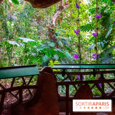 Mille et une Orchidées 2019 au Jardin des Plantes, les photos