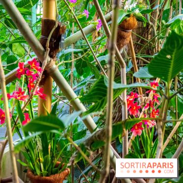 Mille et une Orchidées 2019 au Jardin des Plantes, les photos