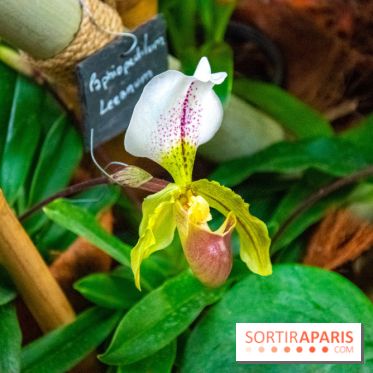 Mille et une Orchidées 2019 au Jardin des Plantes, les photos