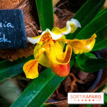 Mille et une Orchidées 2019 au Jardin des Plantes, les photos