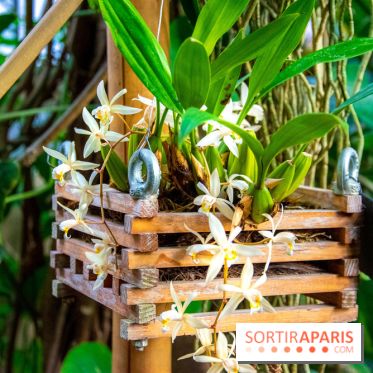 Mille et une Orchidées 2019 au Jardin des Plantes, les photos