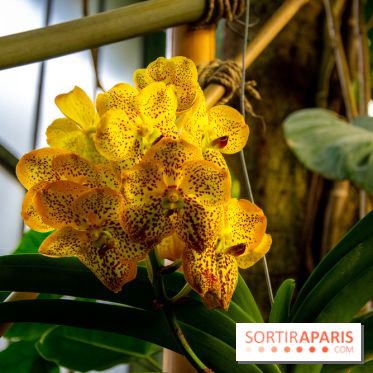 Mille et une Orchidées 2019 au Jardin des Plantes, les photos