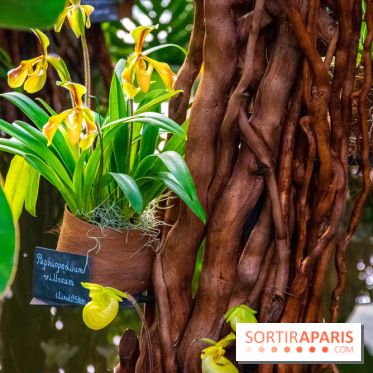 Mille et une Orchidées 2019 au Jardin des Plantes, les photos