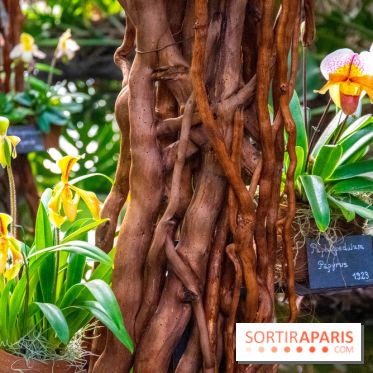 Mille et une Orchidées 2019 au Jardin des Plantes, les photos